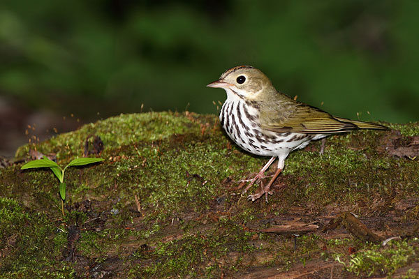 Ovenbird © Russ Chantler